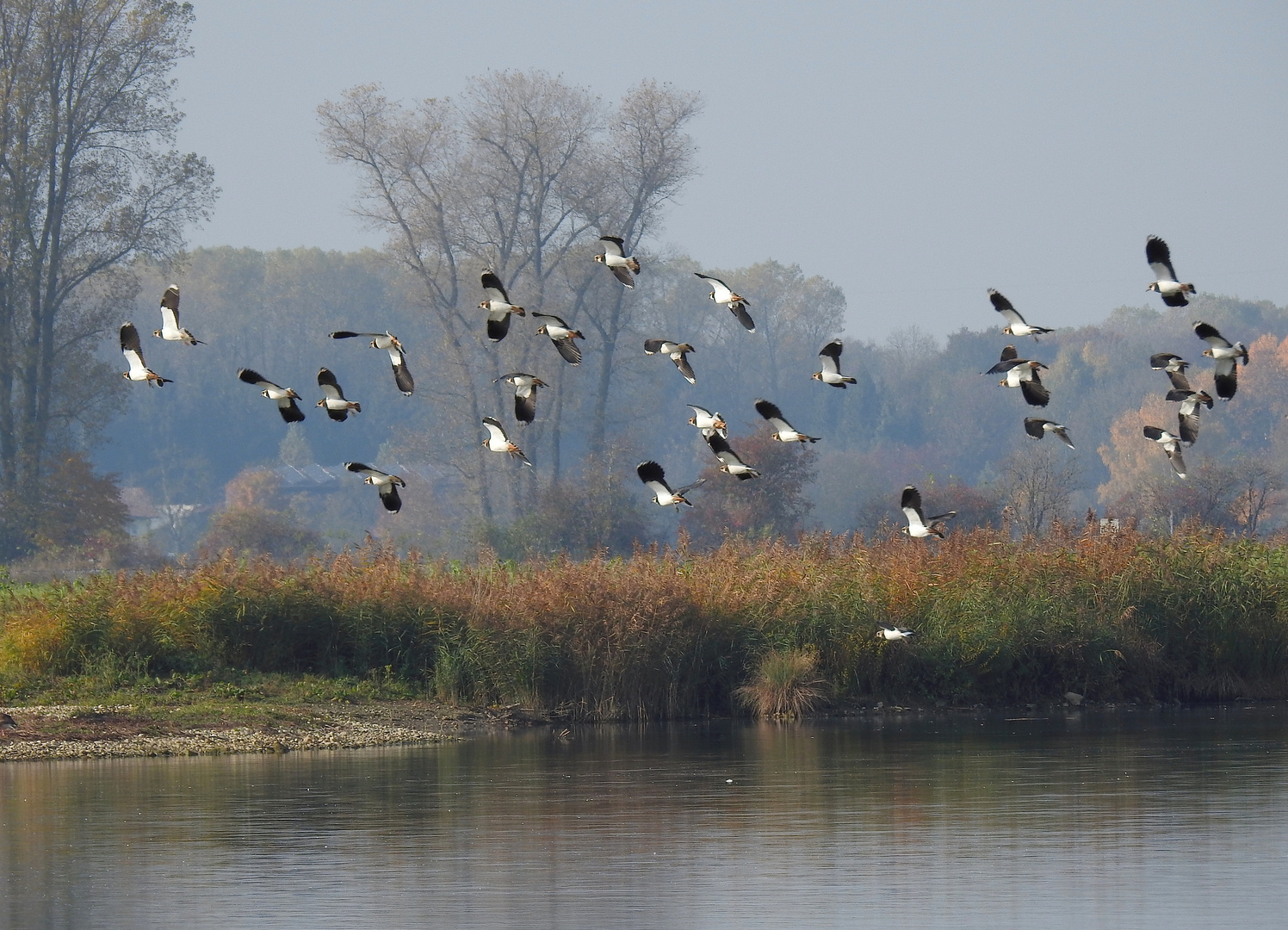 Kiebitze im Anflug