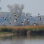 Kiebitze im Anflug