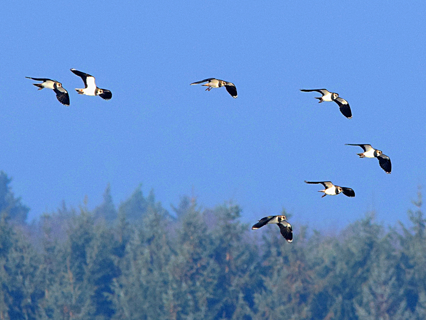 Kiebitze im Flug