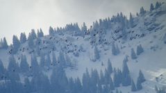 Kiebitze im Winter Wonderland