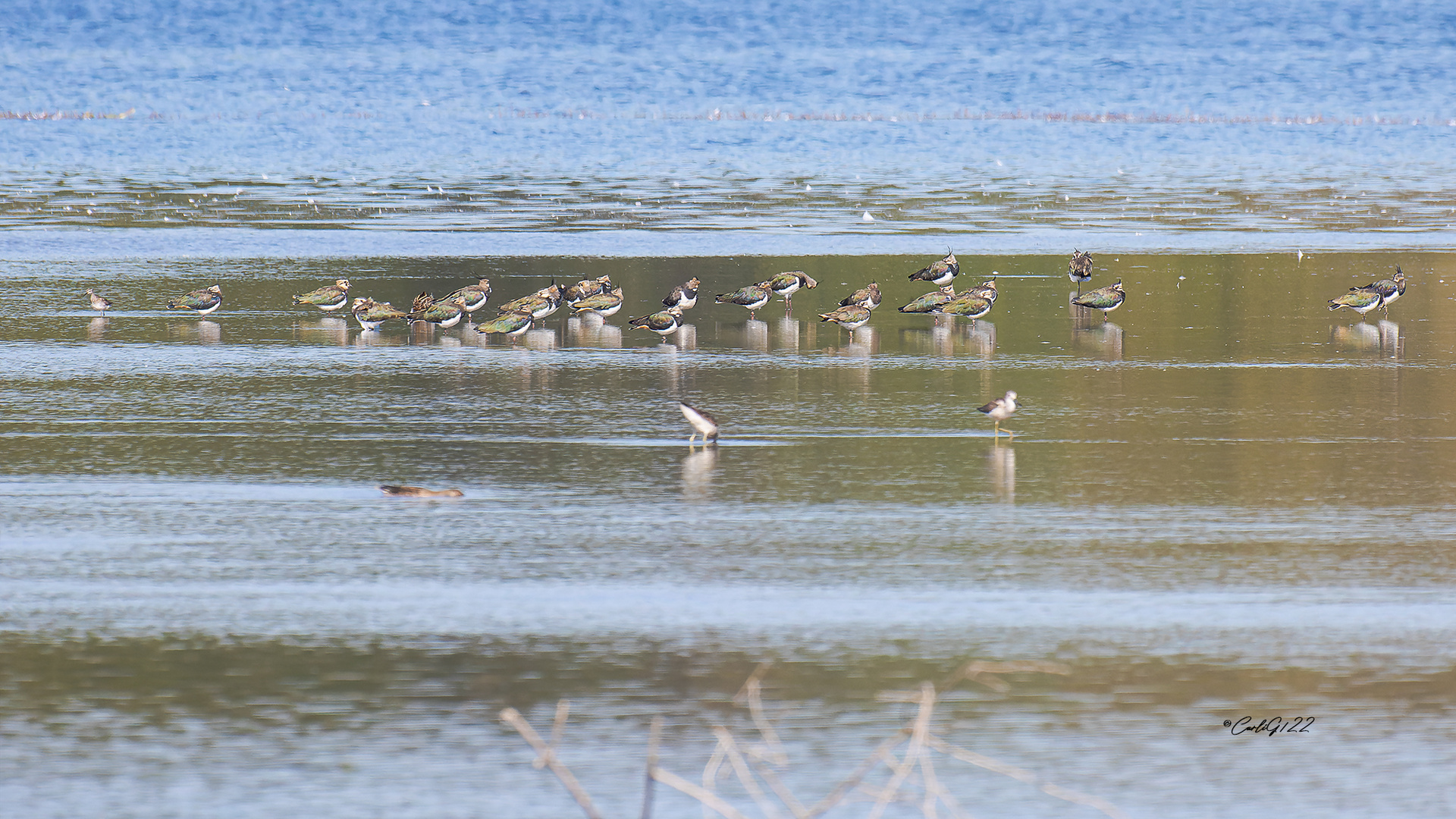 Kiebitze in ihrem Habitat 