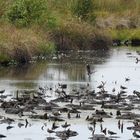 Kiebitze und Gänse gemeinsam