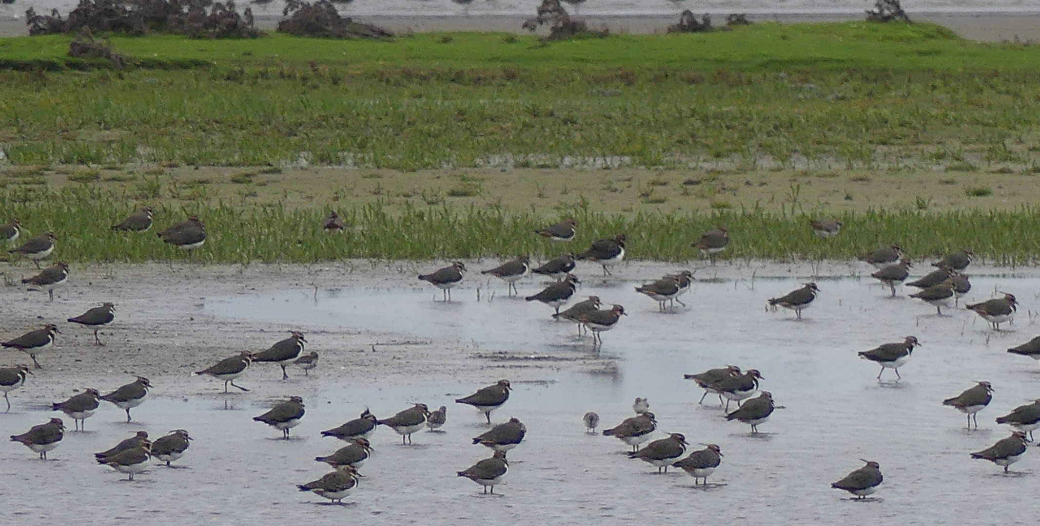 Kiebitze (Vanellus vanellus)...