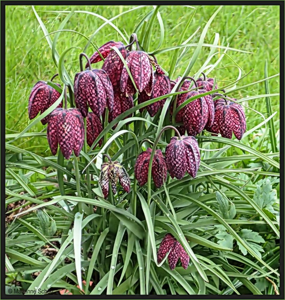 Kiebitzei aus Nachbars Garten... 