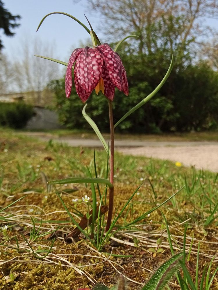 Kiebitzei / Schachbrettblume