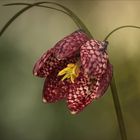 Kiebitzei - Schachbrettblume oder Fritillaria meleagris...