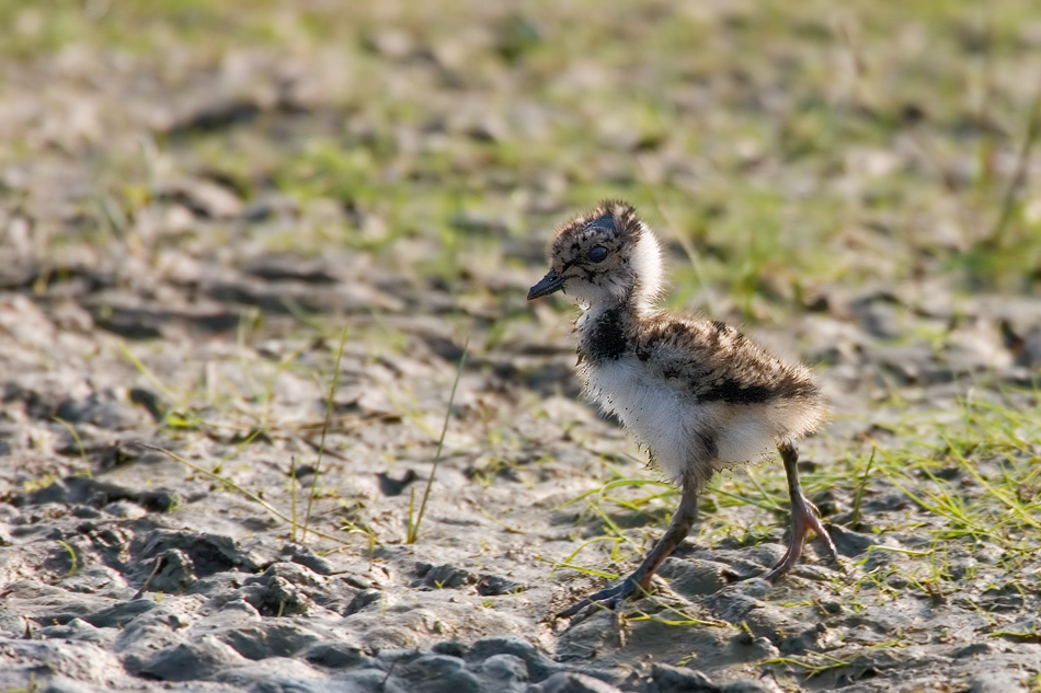 Kiebitzküken (Vanellus vanellus)