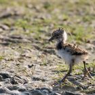 Kiebitzküken (Vanellus vanellus)