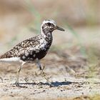 Kiebitzregenpfeifer - Grey Plover