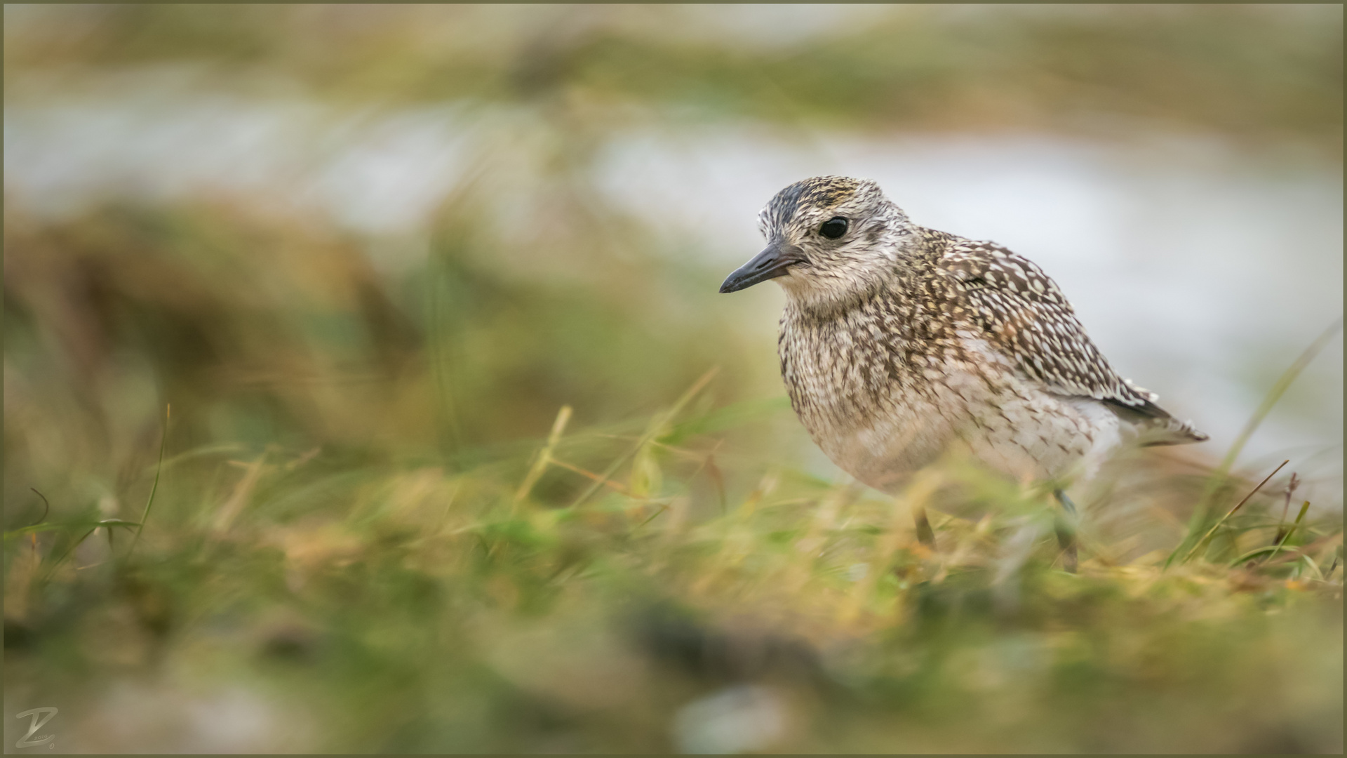 Kiebitzregenpfeifer (Grey plover)