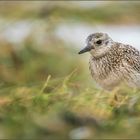 Kiebitzregenpfeifer (Grey plover)