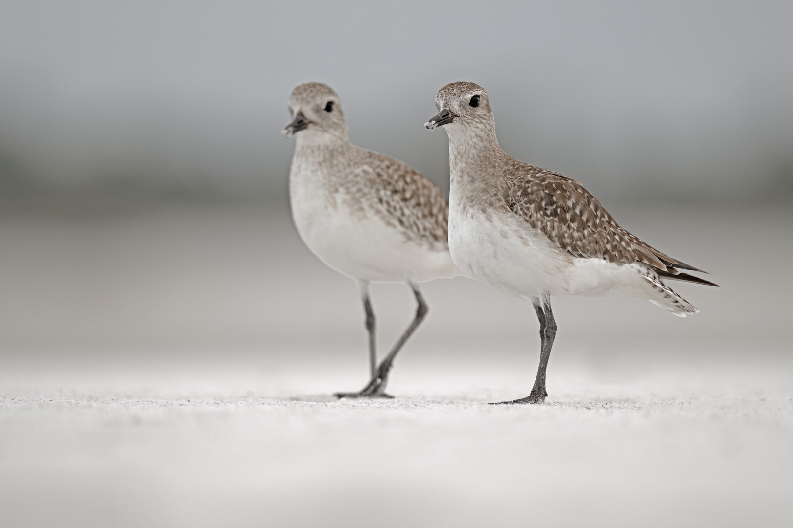 Kiebitzregenpfeifer (grey plover)