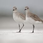 Kiebitzregenpfeifer (grey plover)