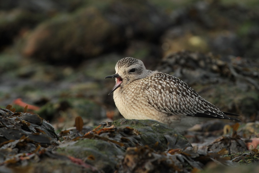 Kiebitzregenpfeifer ( Pluvialis squatarola )