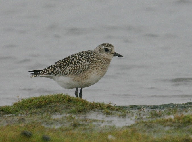 Kiebitzregenpfeifer (Pluvialis squatarola)