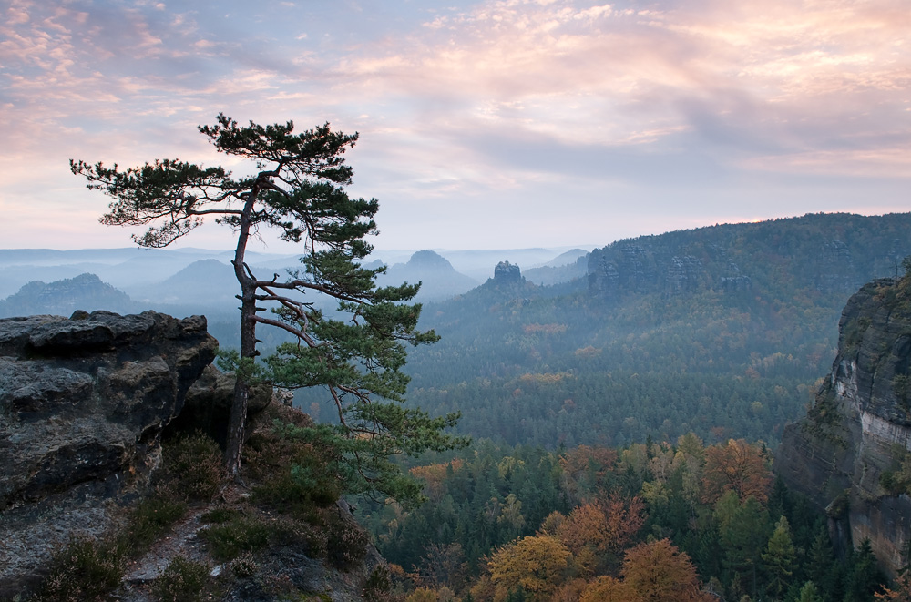 Kiefer am Gleitmannshorn