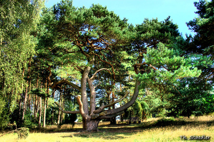 Kiefer am Lönsstein bei Müden