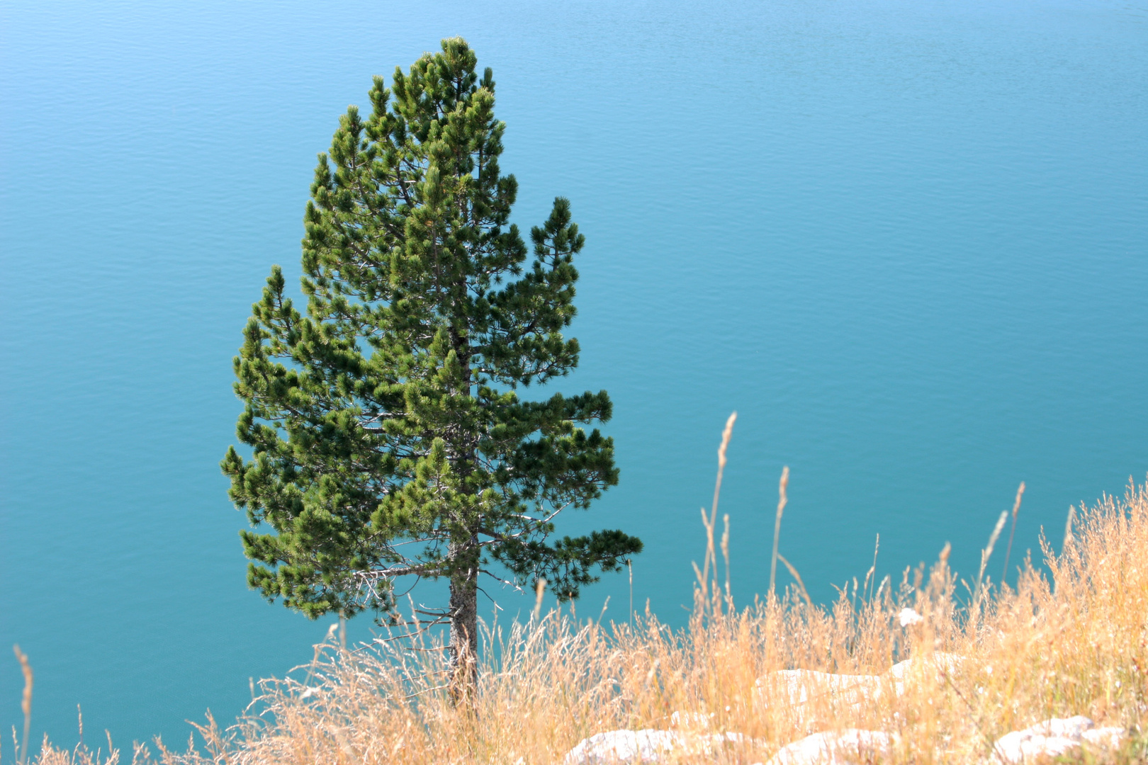 Kiefer am Stausee