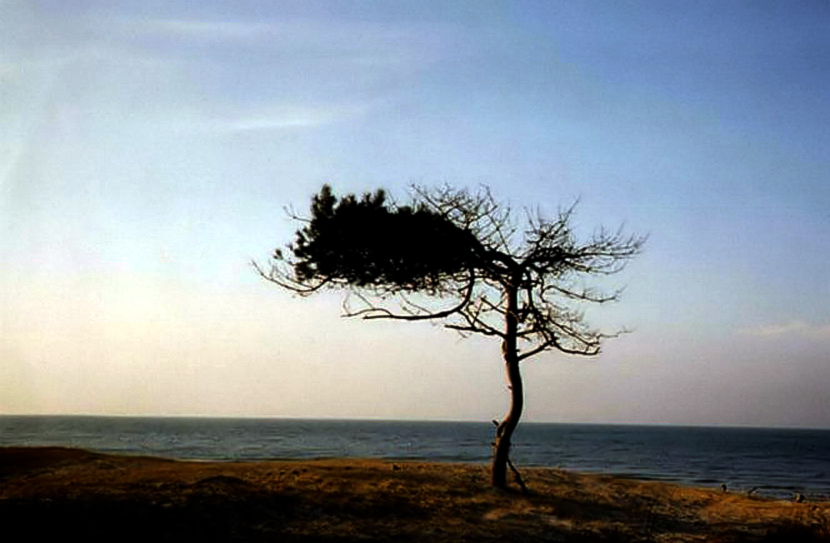 Kiefer am Weststrand des Darß - reload