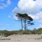 Kiefer am Weststrand von Prerow