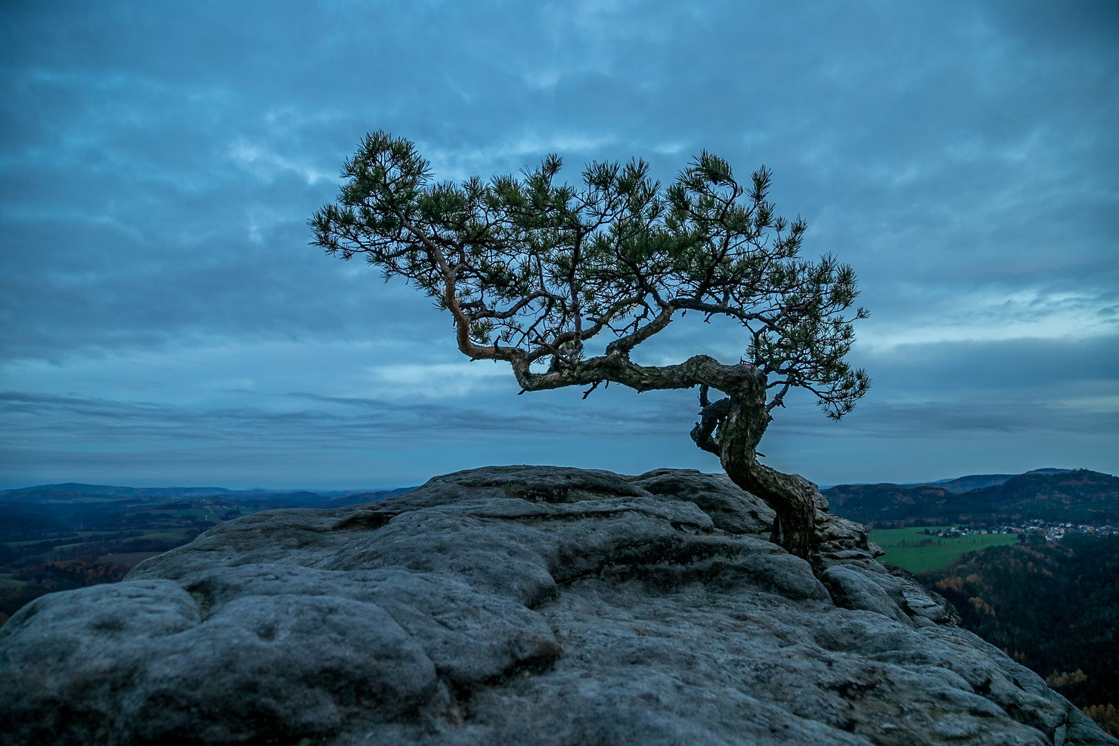 Kiefer auf dem Lilienstein