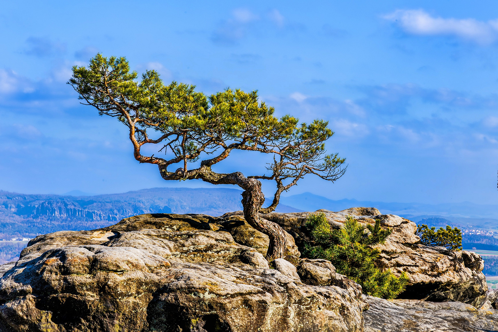 Kiefer auf dem Lilienstein 