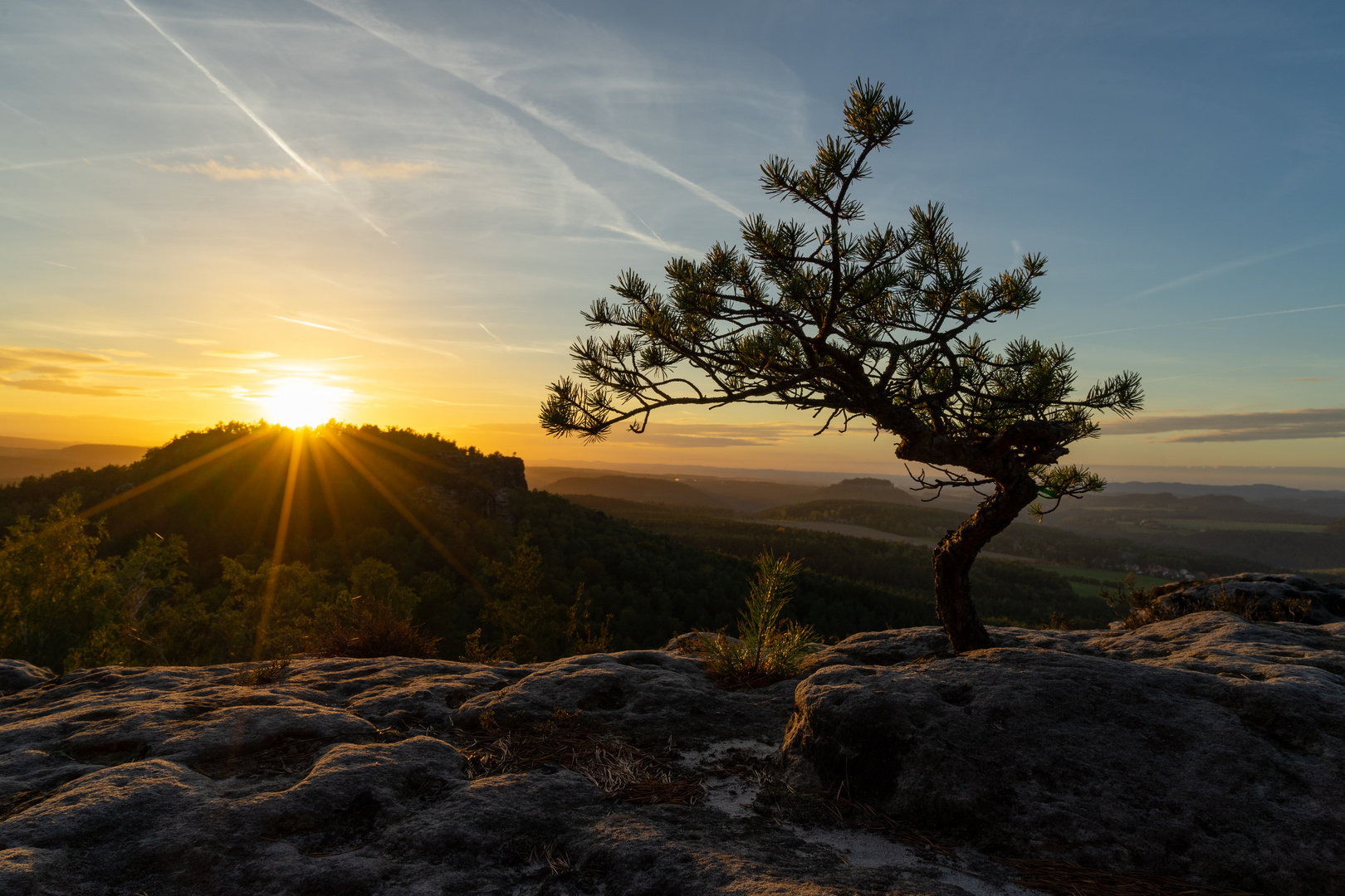 Kiefer auf dem Papststein im Elbsandsteingebirge