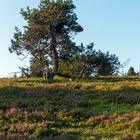 Kiefer auf der Hochheide