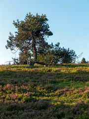 Kiefer auf der Hochheide