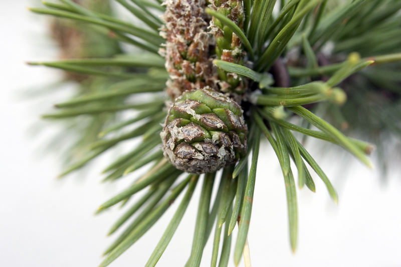 Kiefer Bonsai Zapfen beim Frühlingstrieb