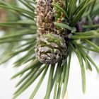 Kiefer Bonsai Zapfen beim Frühlingstrieb