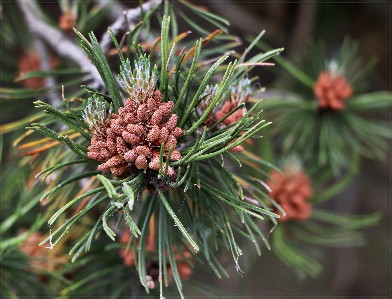 The Enigmatic Beauty of Bild Kiefer Baum: Unveiling the Value and Urgency of Nature's Masterpiece