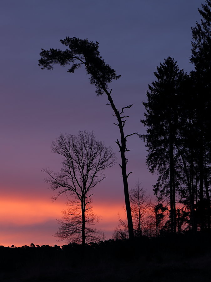 Kiefer, Eiche und Fichten in der Ohligser Heide