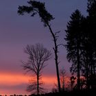 Kiefer, Eiche und Fichten in der Ohligser Heide