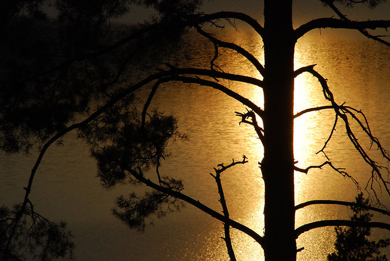 Kiefer im Abendlicht