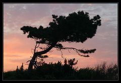 Kiefer im Abendlicht