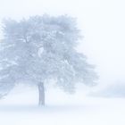 Kiefer im Eisnebel