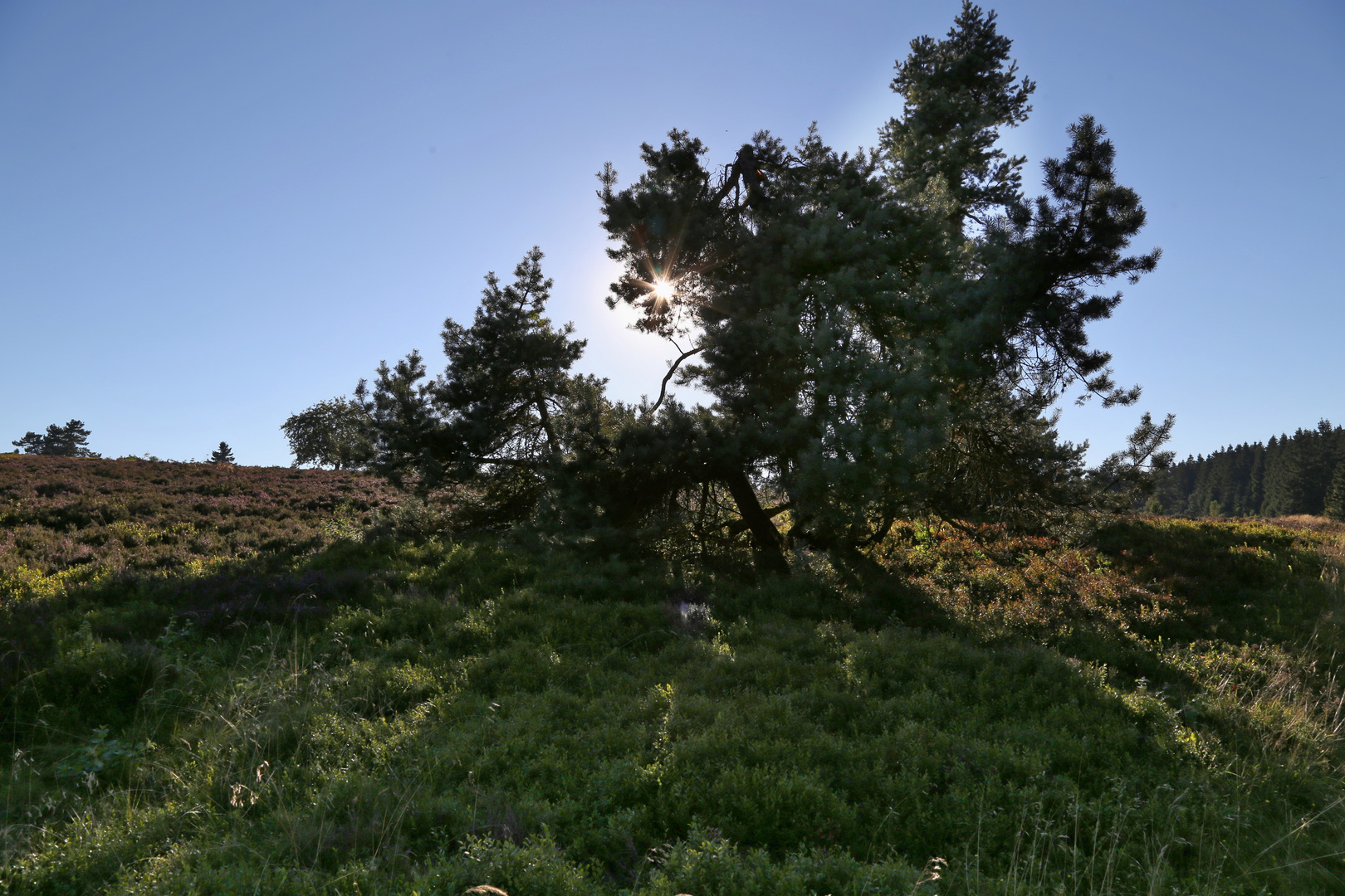 Kiefer im Gegenlicht (2016_08_24_EOS 6D_7986_ji)