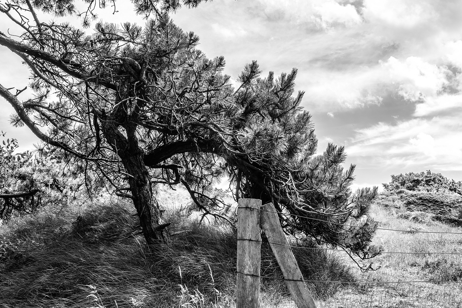 Kiefer im Kiefernwäldchen auf Baltrum