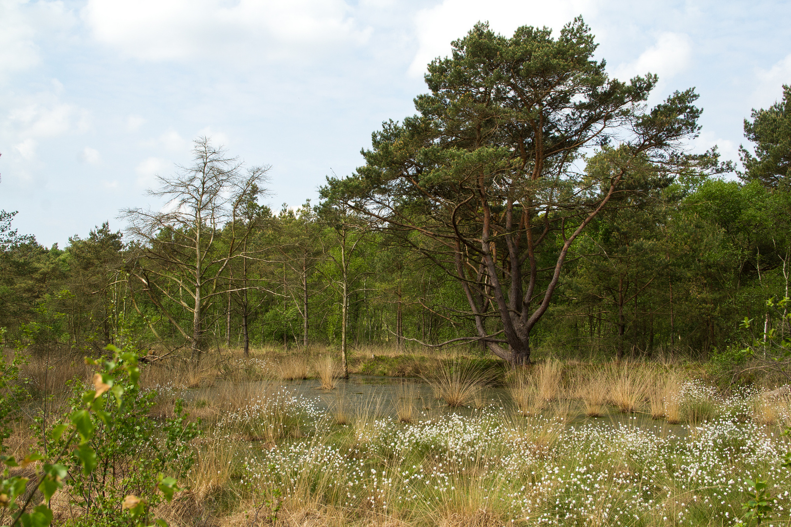 Kiefer im Moor