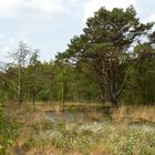 Kiefer im Moor