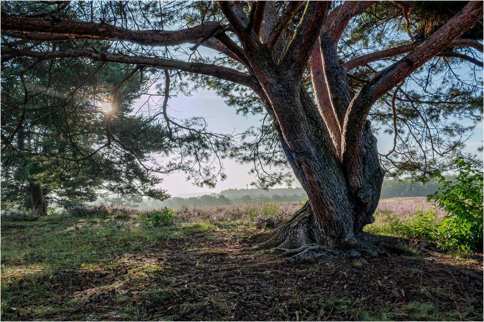 Kiefer im Morgenlicht