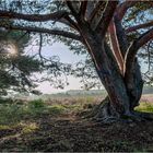 Kiefer im Morgenlicht