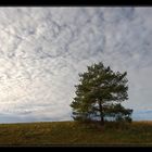 Kiefer im Morgenlicht