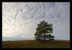 Kiefer im Morgenlicht