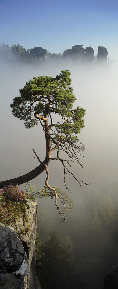 Kiefer im Morgennebel