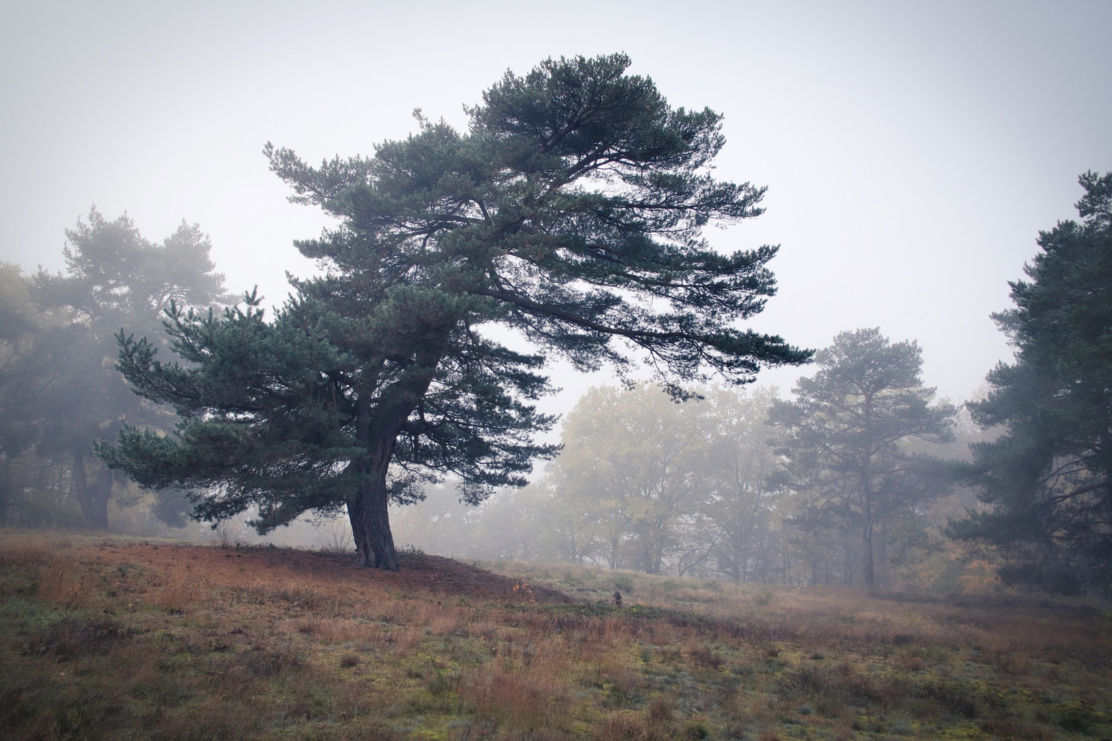 Kiefer im Morgennebel