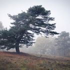 Kiefer im Morgennebel