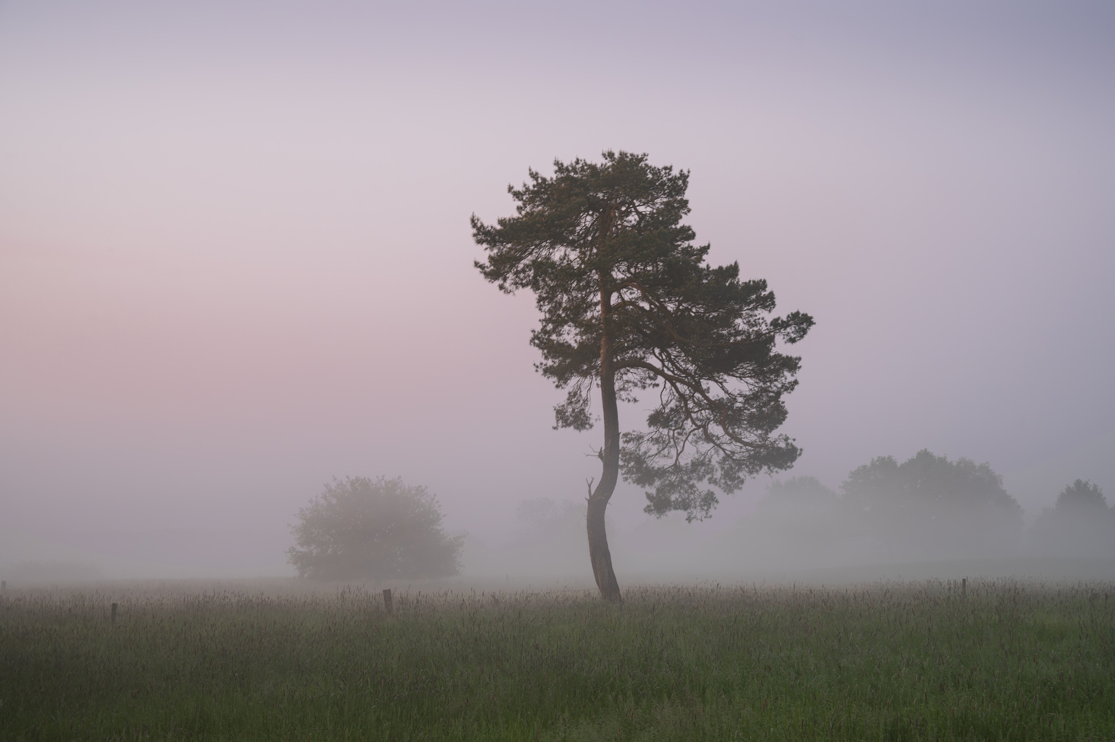 Kiefer im Nebel