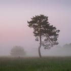 Kiefer im Nebel